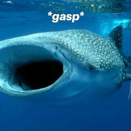 gasp